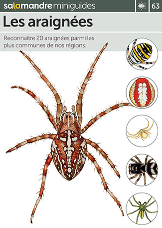 Miniguide 117 - Les araignées > Boutique - Salamandre > Boutique