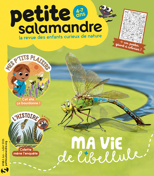 Ma vie de libellule (n°66)